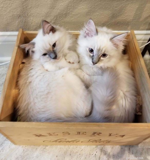 Introducing Kai & Lani: Celebrating Our Ragdoll Twins