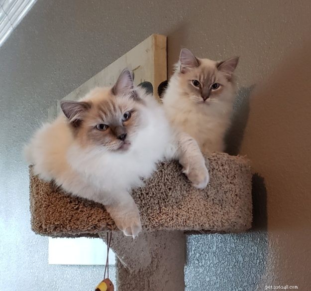 Introducing Kai & Lani: Celebrating Our Ragdoll Twins