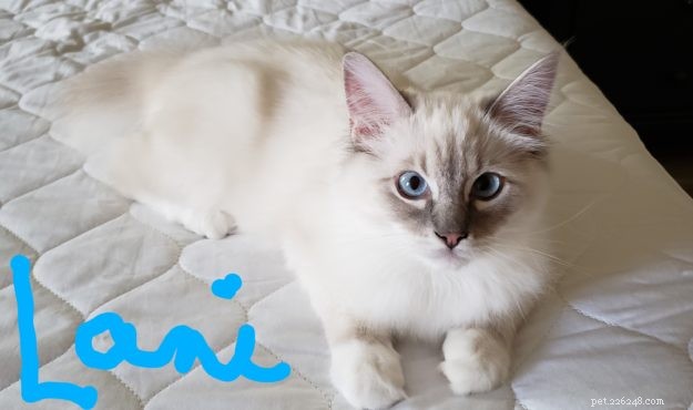 Introducing Kai & Lani: Celebrating Our Ragdoll Twins