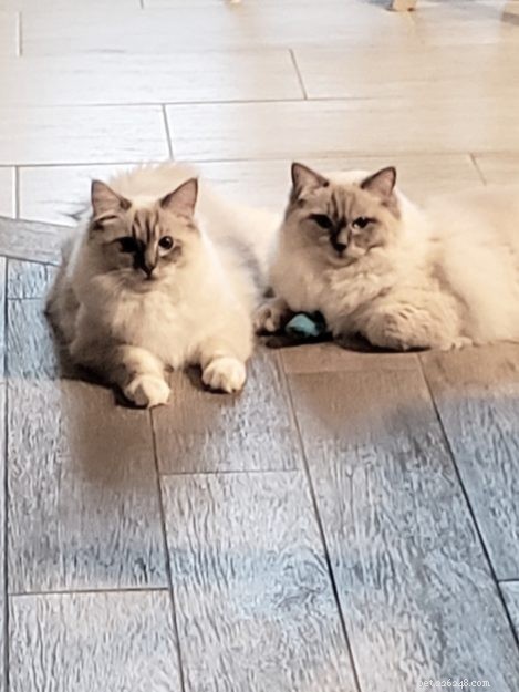 Introducing Kai & Lani: Celebrating Our Ragdoll Twins
