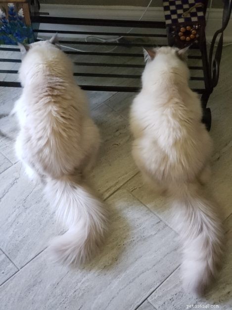 Introducing Kai & Lani: Celebrating Our Ragdoll Twins