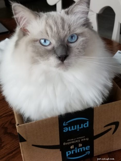 Introducing Kai & Lani: Celebrating Our Ragdoll Twins