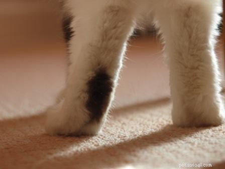 Understanding Hock Marks in Cats: Why They Matter for Show-Quality Breeds
