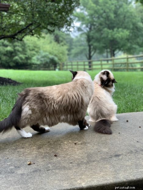 Understanding Hock Marks in Cats: Why They Matter for Show-Quality Breeds