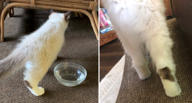 Understanding Hock Marks in Cats: Why They Matter for Show-Quality Breeds