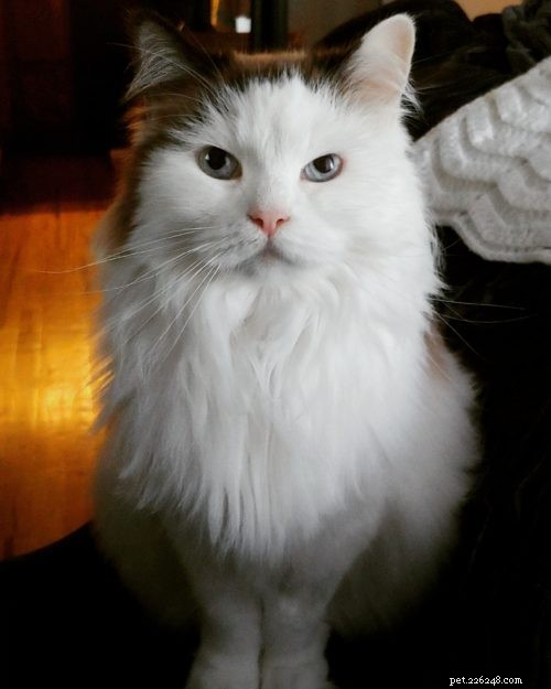 Moonshine: Spotlight on an Exceptional Ragdoll Cat