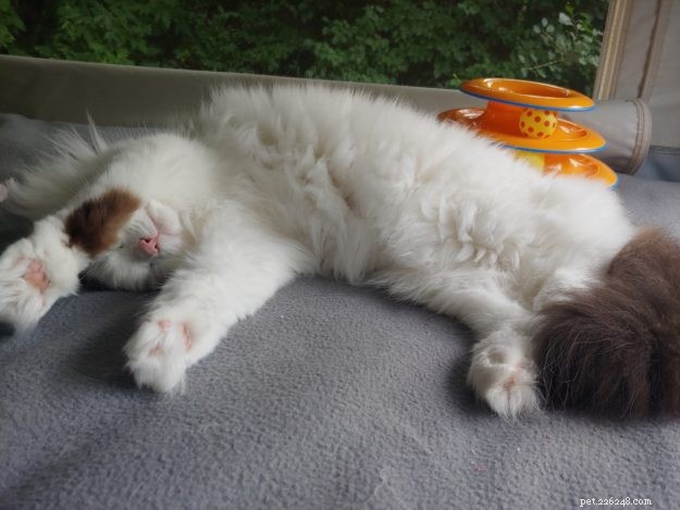 Moonshine: Spotlight on an Exceptional Ragdoll Cat