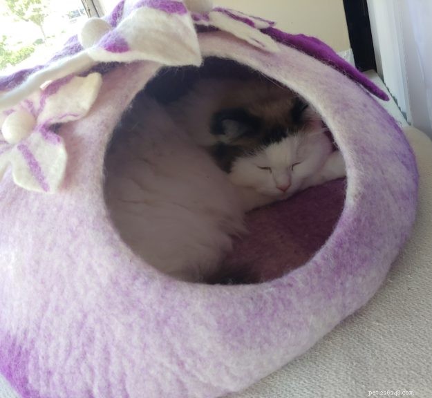 Moonshine: Spotlight on an Exceptional Ragdoll Cat