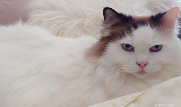 Moonshine: Spotlight on an Exceptional Ragdoll Cat