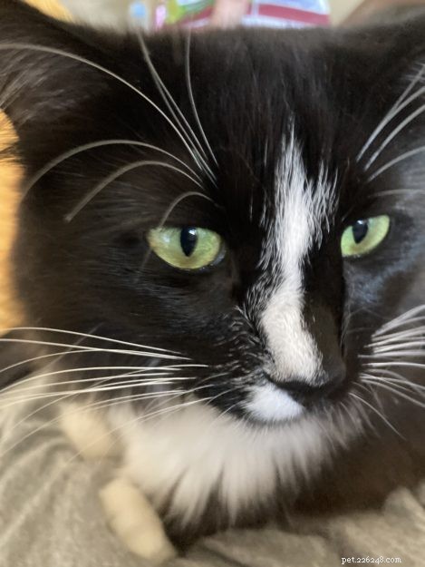 Meet Izzy: The Adorable Black Ragdoll Cat Rescued from Defiance, OH