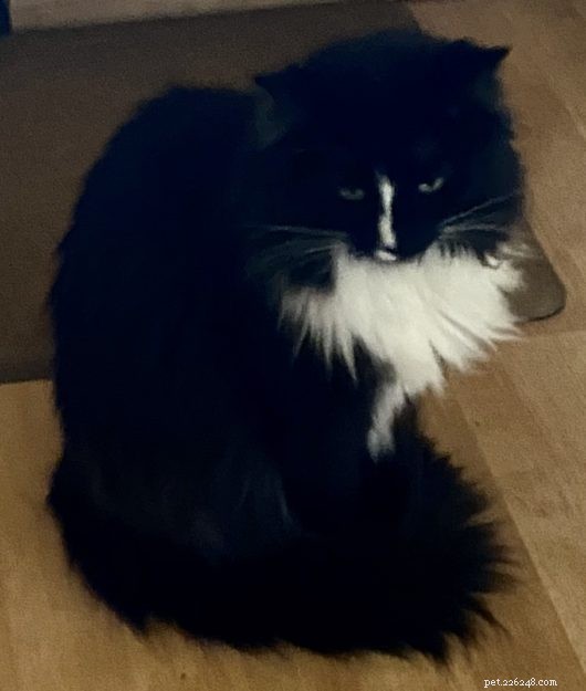 Meet Izzy: The Adorable Black Ragdoll Cat Rescued from Defiance, OH