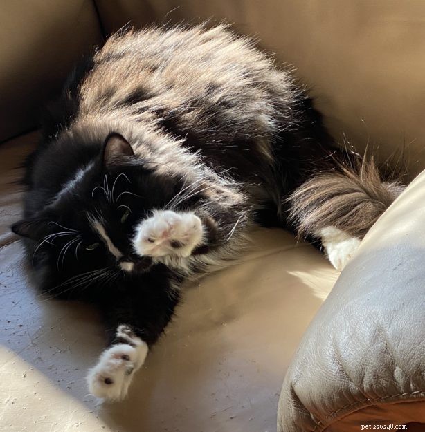 Meet Izzy: The Adorable Black Ragdoll Cat Rescued from Defiance, OH