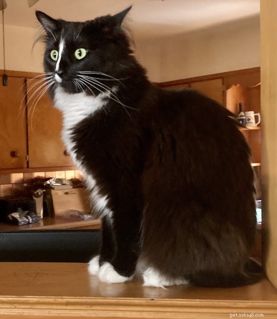 Meet Izzy: The Adorable Black Ragdoll Cat Rescued from Defiance, OH