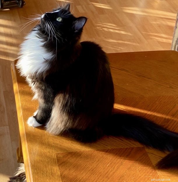 Meet Izzy: The Adorable Black Ragdoll Cat Rescued from Defiance, OH