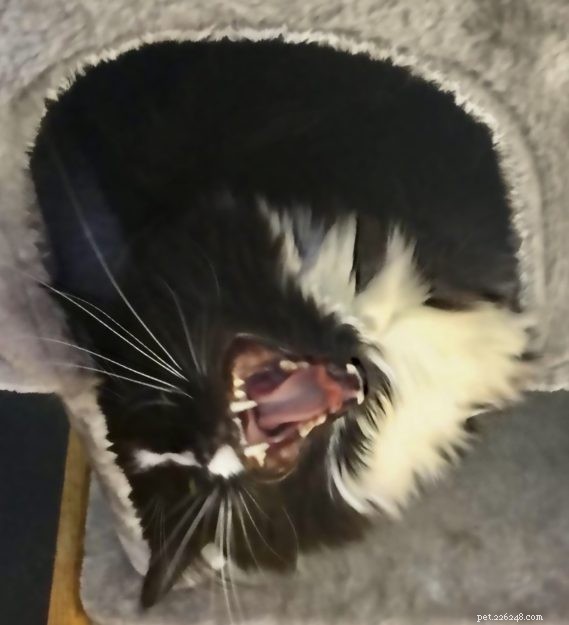 Meet Izzy: The Adorable Black Ragdoll Cat Rescued from Defiance, OH
