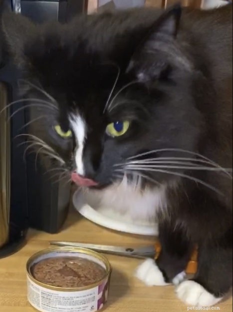 Meet Izzy: The Adorable Black Ragdoll Cat Rescued from Defiance, OH