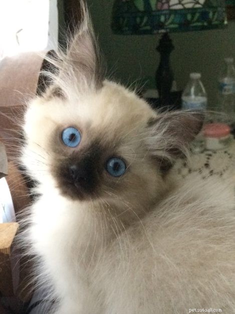 Finnegan & Maggie’s Ragdoll Adventure: From Siamese Care to Heartfelt Loss