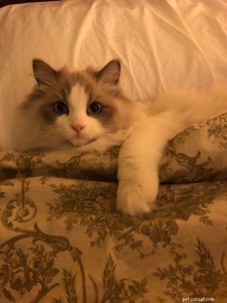 Finnegan & Maggie’s Ragdoll Adventure: From Siamese Care to Heartfelt Loss