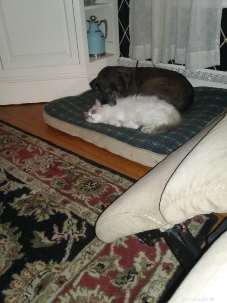Finnegan & Maggie’s Ragdoll Adventure: From Siamese Care to Heartfelt Loss
