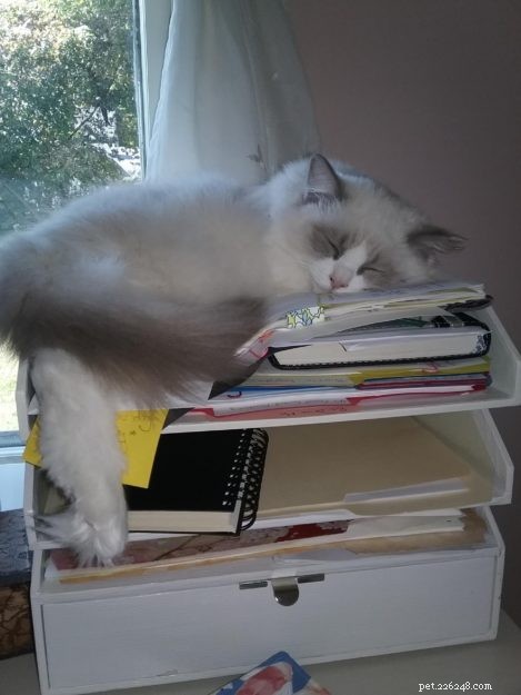 Finnegan & Maggie’s Ragdoll Adventure: From Siamese Care to Heartfelt Loss