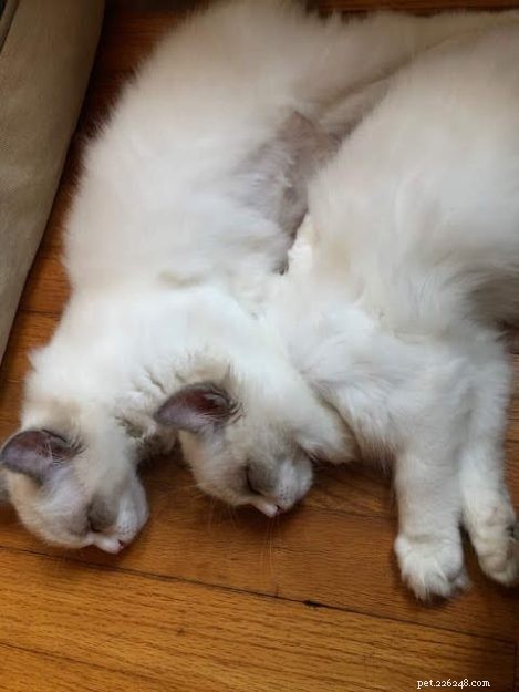 Finnegan & Maggie’s Ragdoll Adventure: From Siamese Care to Heartfelt Loss