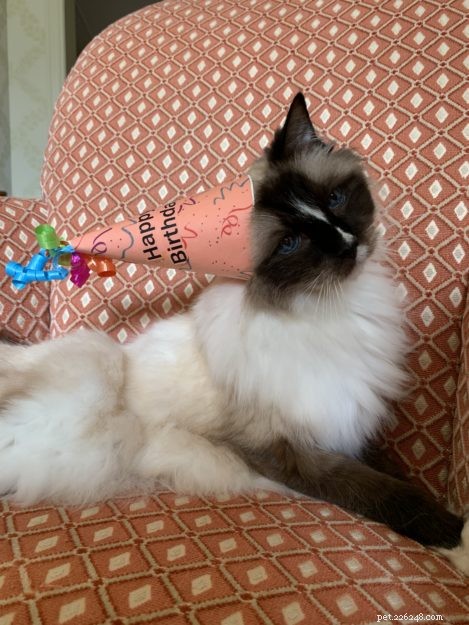 Celebrating 16 Years of Murphy: A Heartwarming Birthday Tribute