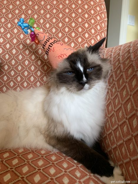 Celebrating 16 Years of Murphy: A Heartwarming Birthday Tribute