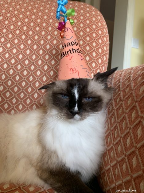 Celebrating 16 Years of Murphy: A Heartwarming Birthday Tribute