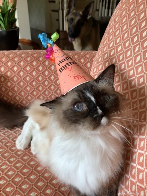 Celebrating 16 Years of Murphy: A Heartwarming Birthday Tribute