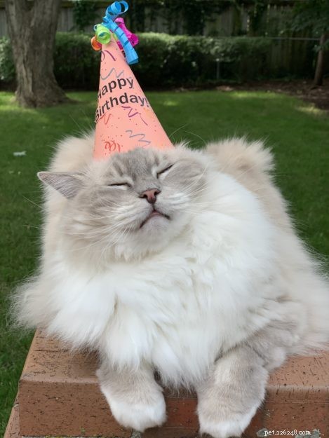 Celebrating Trigg’s 11th Birthday: A Joyful Tribute to a Happy Cat