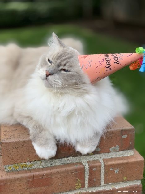 Celebrating Trigg’s 11th Birthday: A Joyful Tribute to a Happy Cat