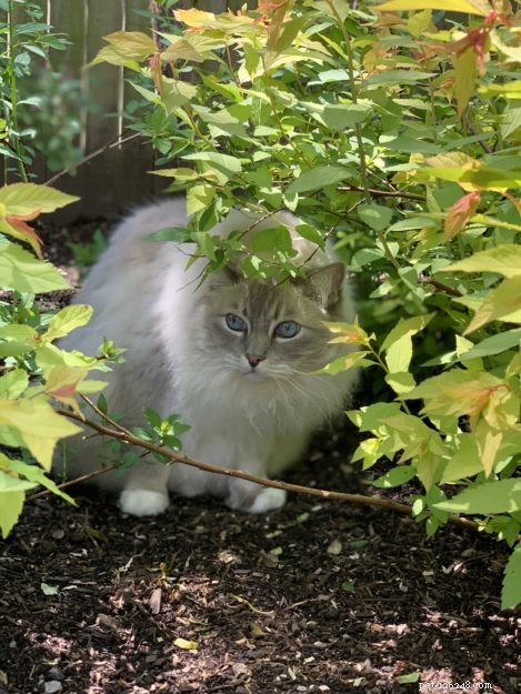 Celebrating Trigg’s 11th Birthday: A Joyful Tribute to a Happy Cat