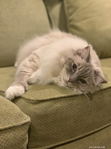 Celebrating Trigg’s 11th Birthday: A Joyful Tribute to a Happy Cat