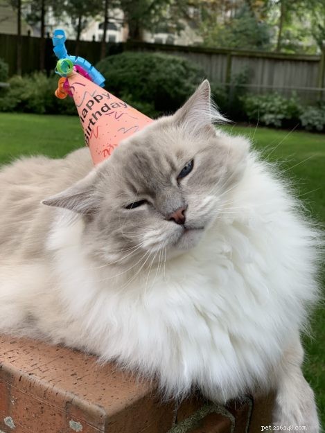Celebrating Trigg’s 11th Birthday: A Joyful Tribute to a Happy Cat