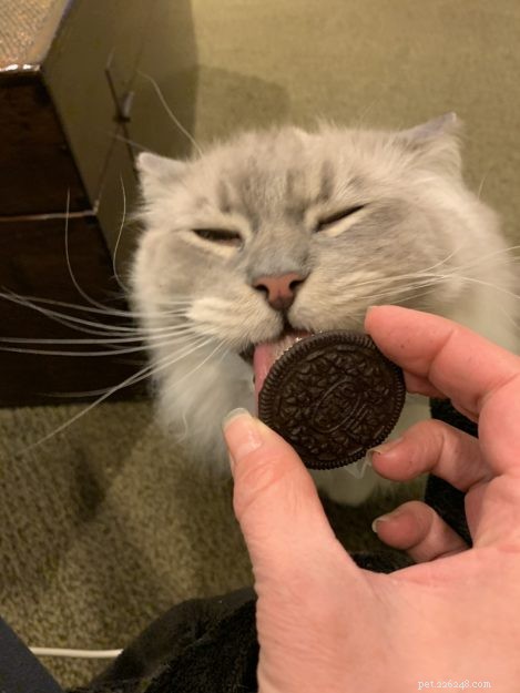 Celebrating Trigg’s 11th Birthday: A Joyful Tribute to a Happy Cat