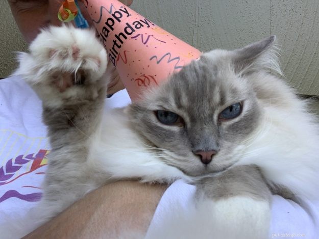 Celebrating Trigg’s 11th Birthday: A Joyful Tribute to a Happy Cat