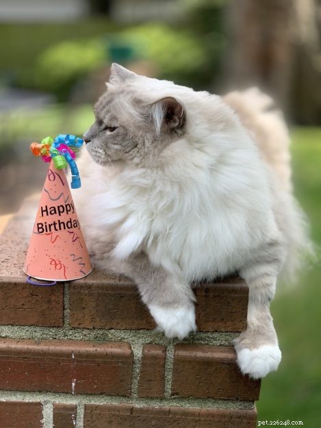 Celebrating Trigg’s 11th Birthday: A Joyful Tribute to a Happy Cat