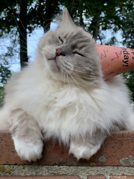 Celebrating Trigg’s 11th Birthday: A Joyful Tribute to a Happy Cat