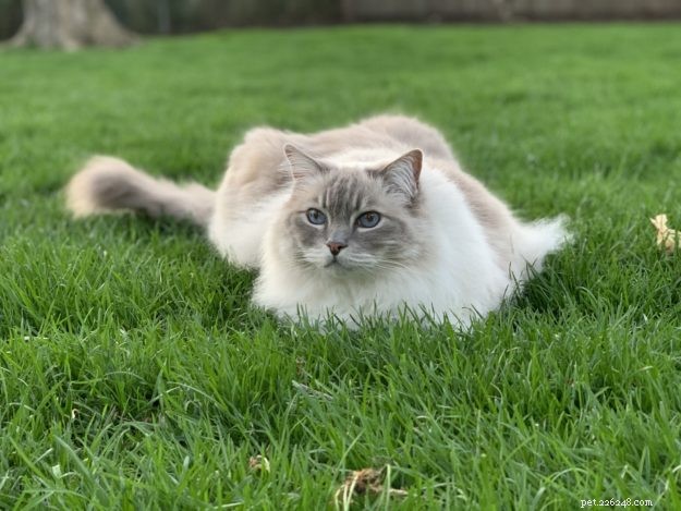 Celebrating Trigg’s 11th Birthday: A Joyful Tribute to a Happy Cat