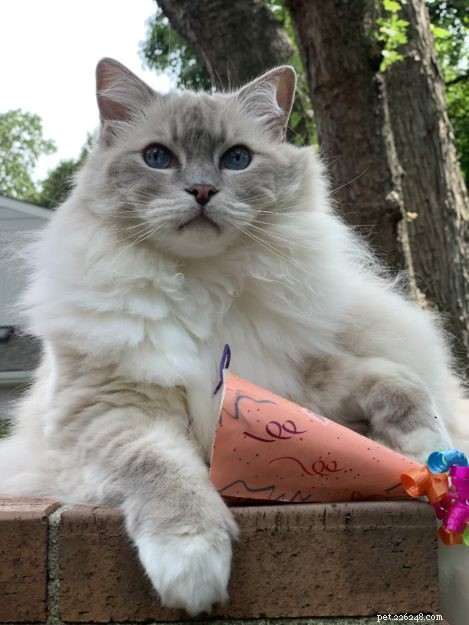 Celebrating Trigg’s 11th Birthday: A Joyful Tribute to a Happy Cat