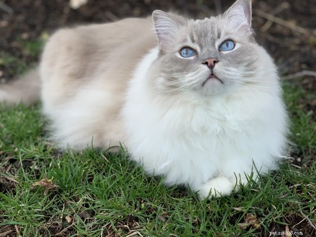Celebrating Trigg’s 11th Birthday: A Joyful Tribute to a Happy Cat