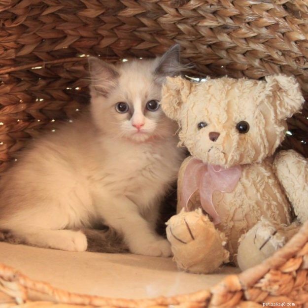 Maisie – The Ragdoll of the Week: A Shy, Heartwarming Companion