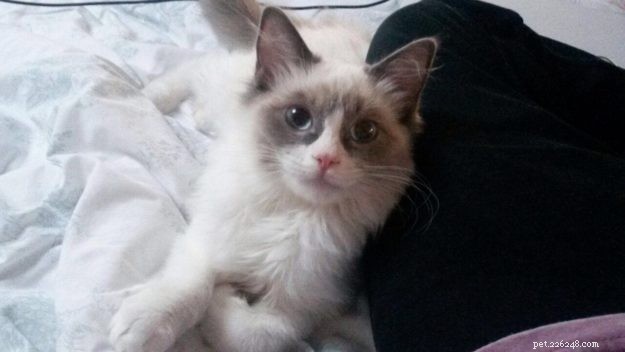 Maisie – The Ragdoll of the Week: A Shy, Heartwarming Companion