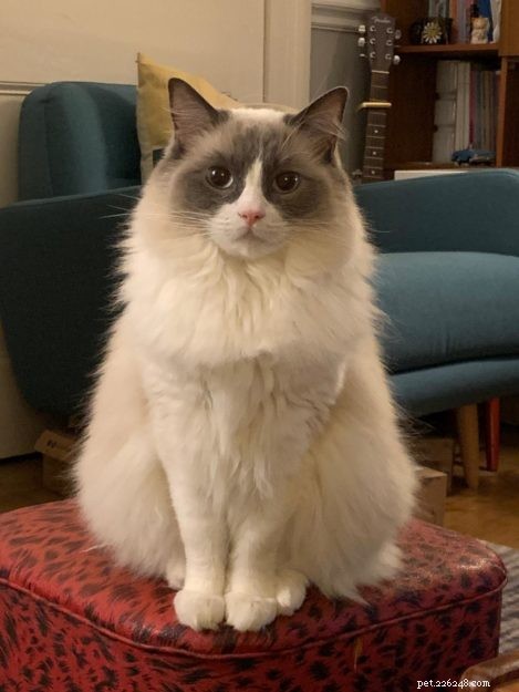 Maisie – The Ragdoll of the Week: A Shy, Heartwarming Companion