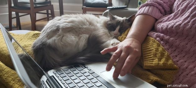 Maisie – The Ragdoll of the Week: A Shy, Heartwarming Companion