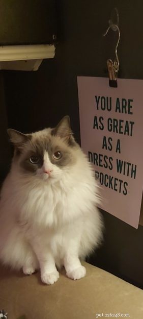 Maisie – The Ragdoll of the Week: A Shy, Heartwarming Companion