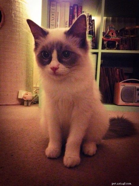 Maisie – The Ragdoll of the Week: A Shy, Heartwarming Companion