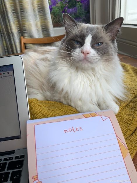 Maisie – The Ragdoll of the Week: A Shy, Heartwarming Companion