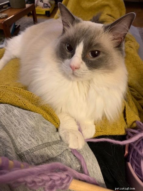 Maisie – The Ragdoll of the Week: A Shy, Heartwarming Companion
