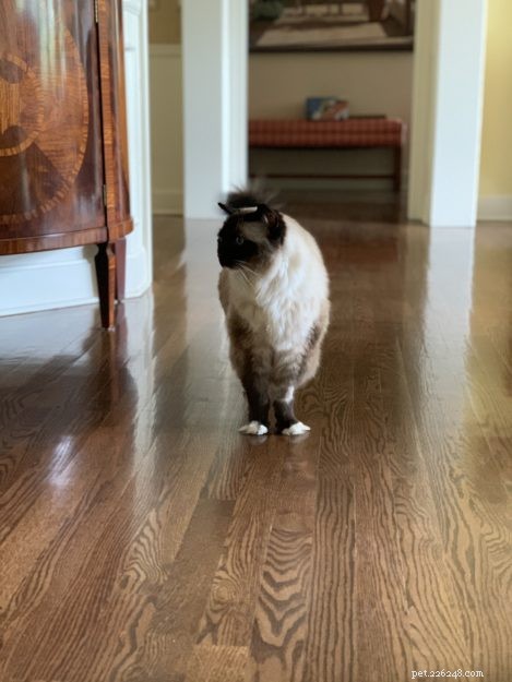 Celebrating Caymus  16th Birthday: A Journey of Hope and Resilience